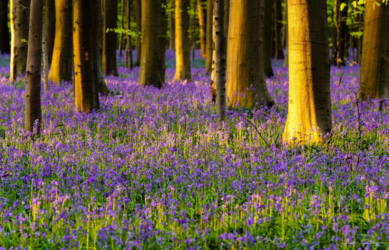 Bluebell forest Hallerbos near Brussels