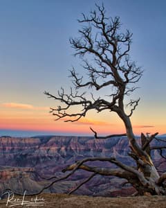 Dead Tree at Walhalla