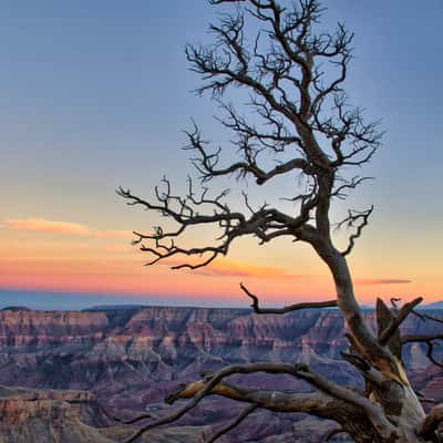 Dead Tree at Walhalla, USA