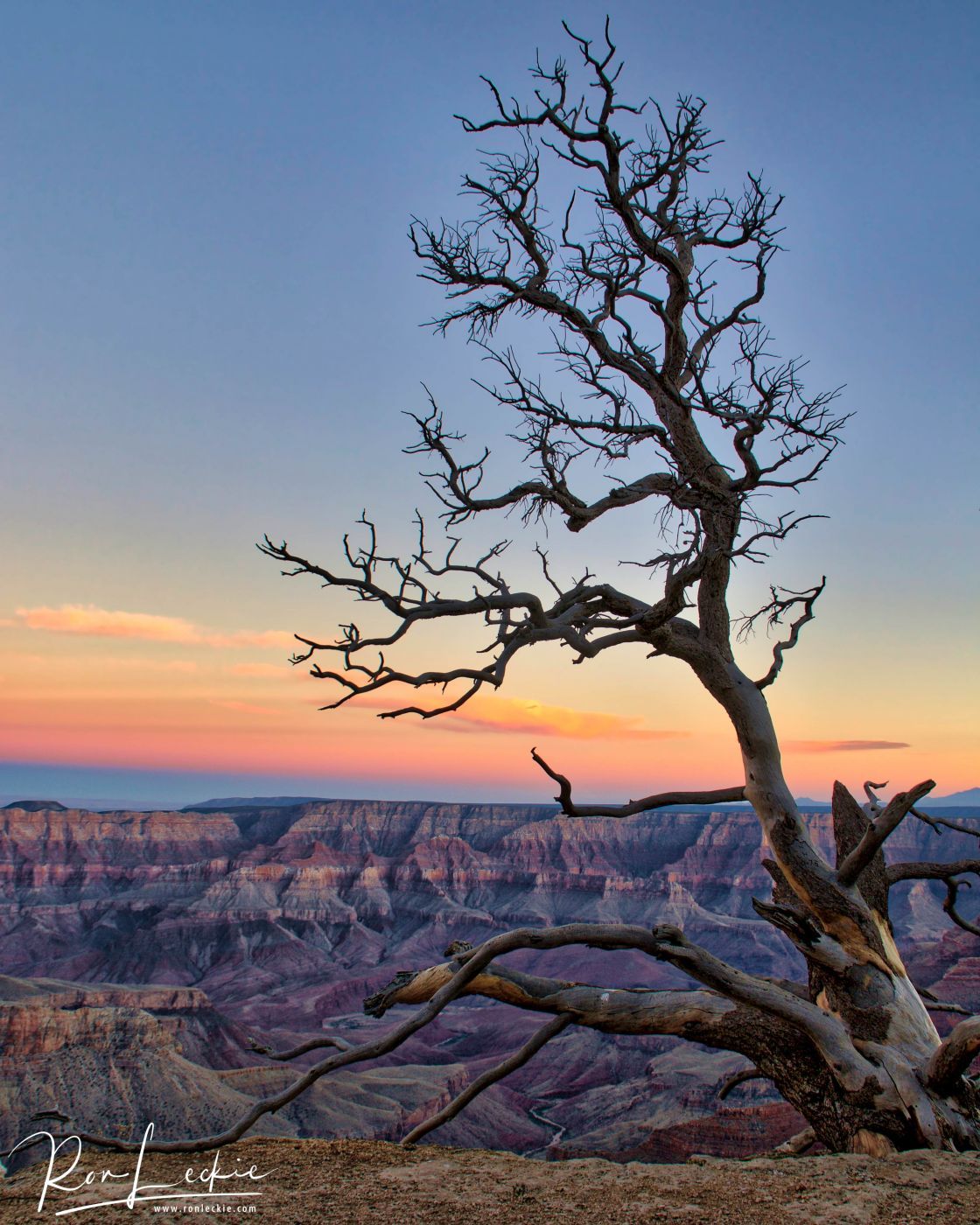 Dead Tree at Walhalla, USA