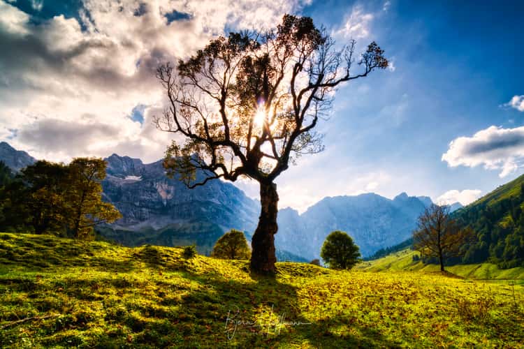 Eng Ahornboden, Iconic Tree