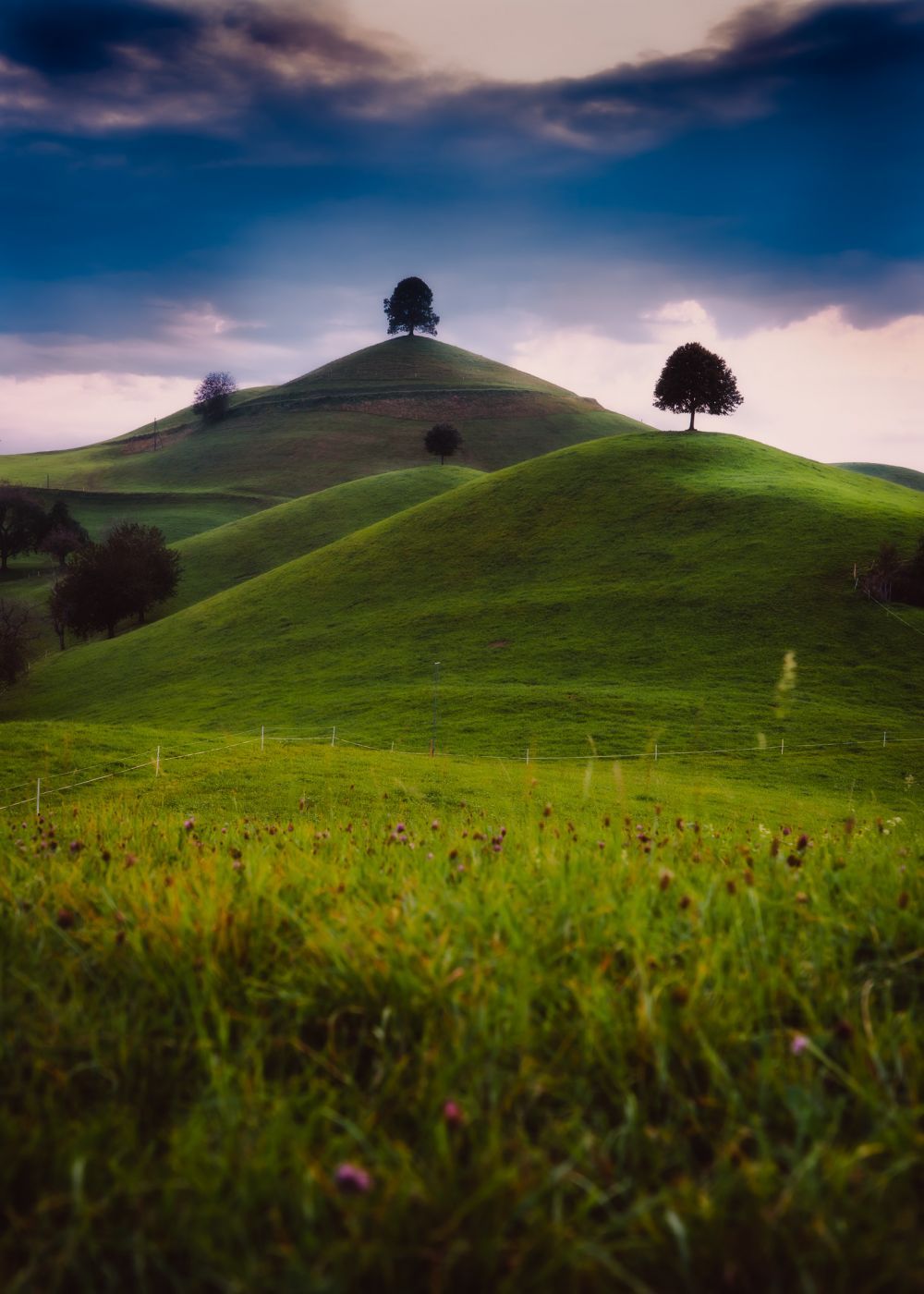 Fairy tale trees, Neuheim, Switzerland