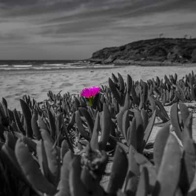 Flower Grassy Head New South Wales, Australia