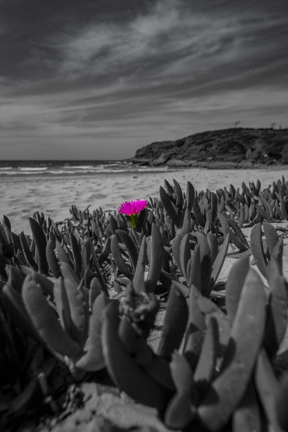 Flower Grassy Head New South Wales, Australia