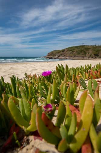 Flower Grassy Head New South Wales