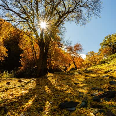 Forest colors, Spain
