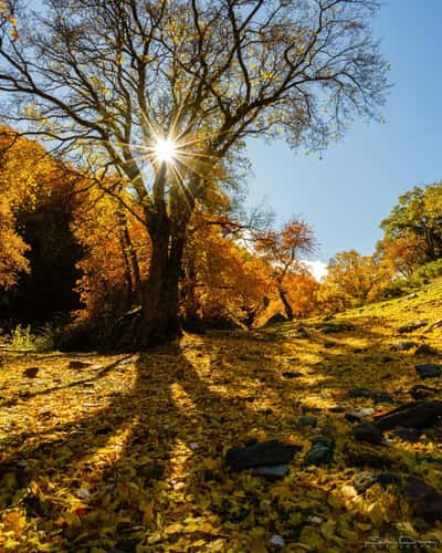 Forest colors