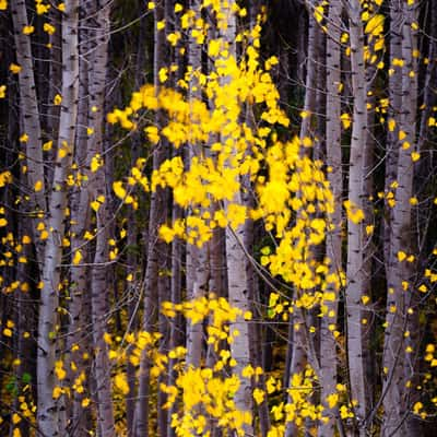 Forest colors, Spain