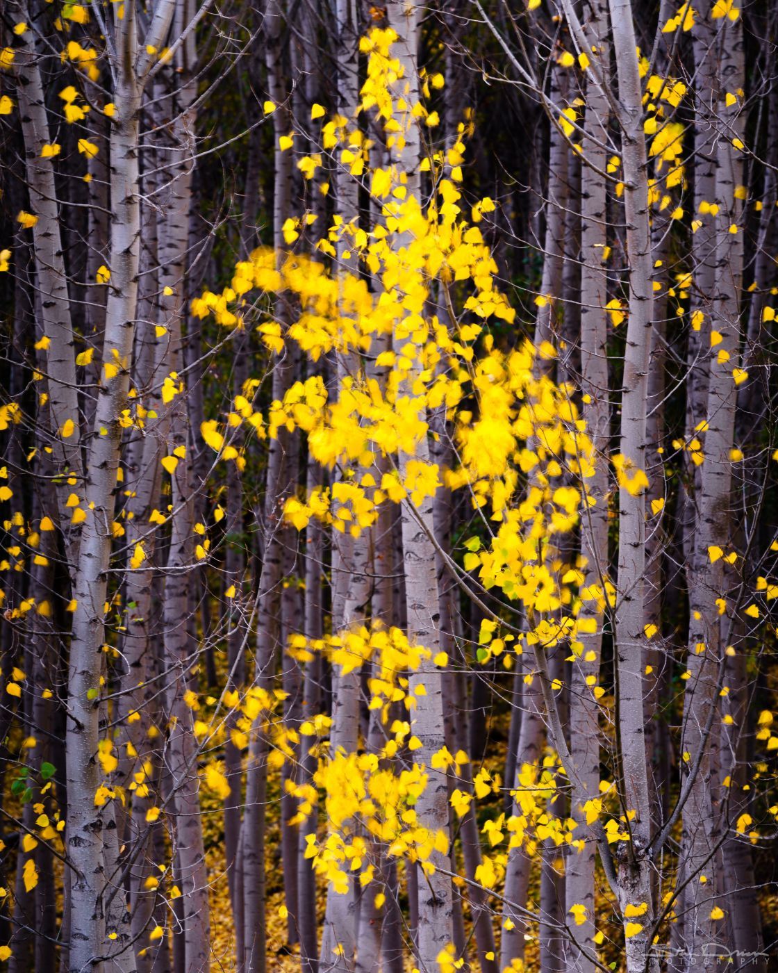 Forest colors, Spain