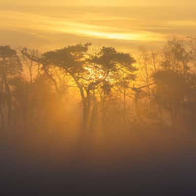 Heath at sunset II, Belgium