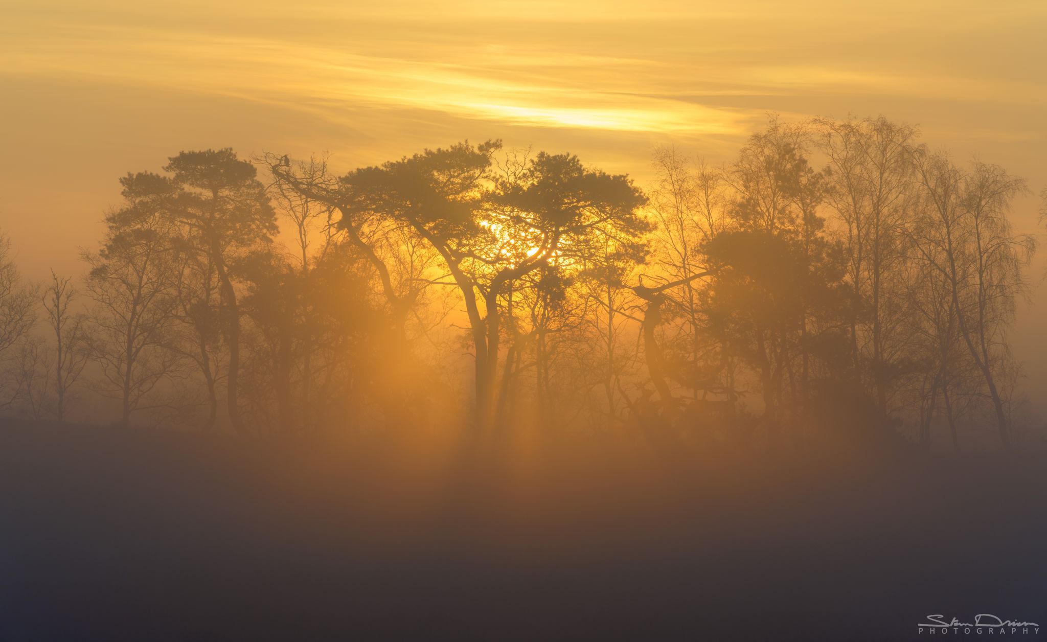 Heath at sunset II, Belgium