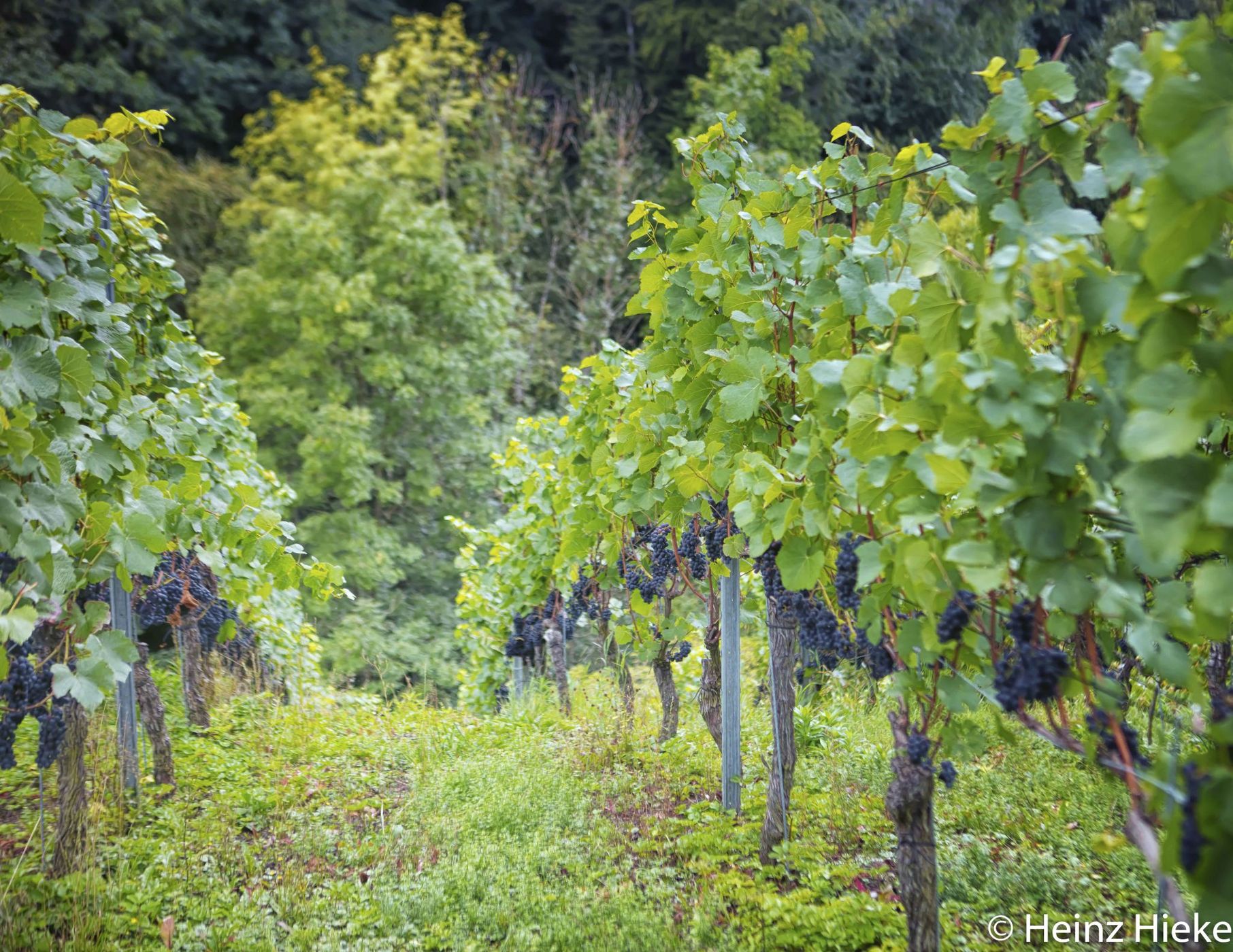 Hinderburg, Switzerland