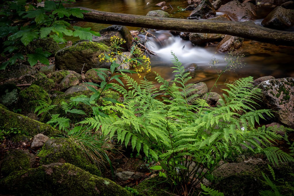 Ilsetal Harz, Germany