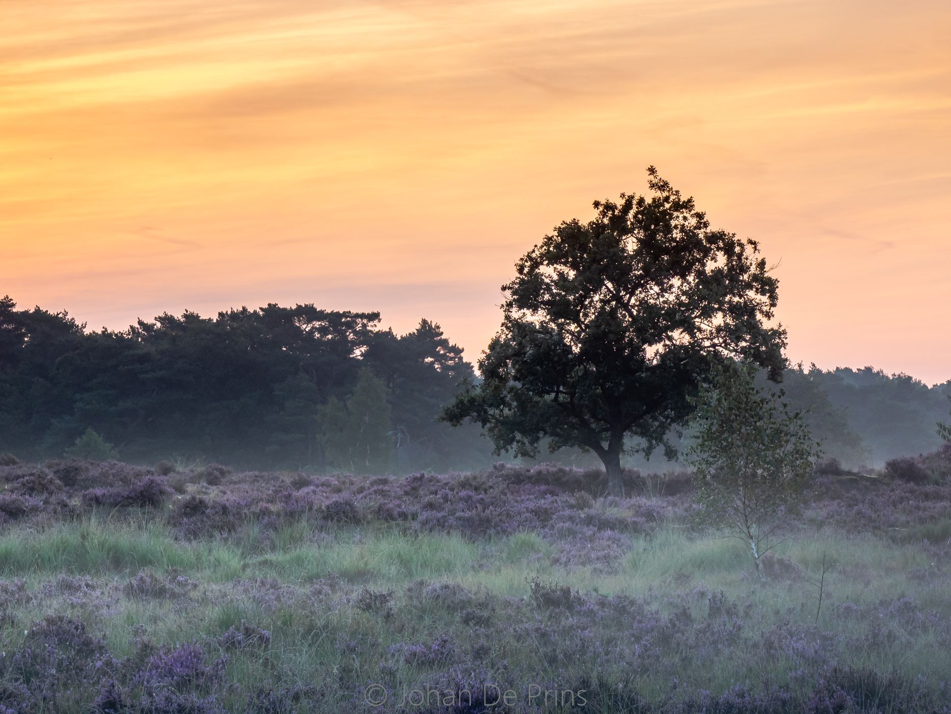 kalmthoutse heide, Belgium