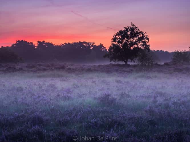 kalmthoutse heide