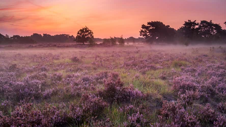 kalmthoutse heide