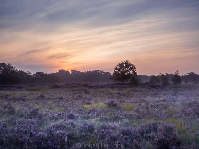 kalmthoutse heide