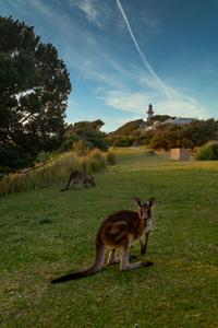 Kangaroo Smokey Cape Lighthouse South West Rocks NSW