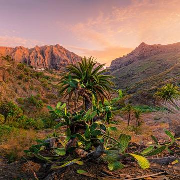 Masca Cactus Tenerife, Spain
