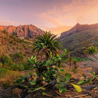 Masca Cactus Tenerife, Spain