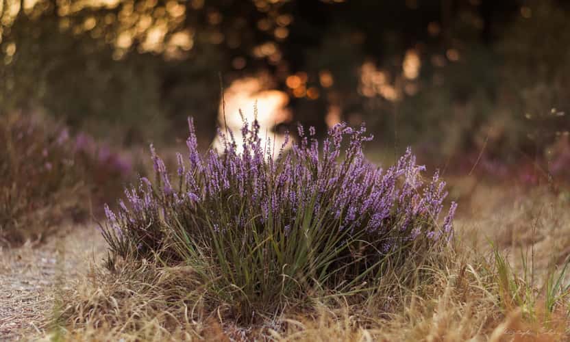 Mechelse Heide