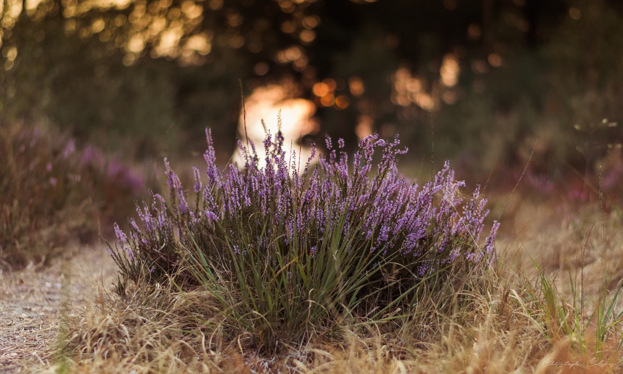Mechelse Heide, Belgium