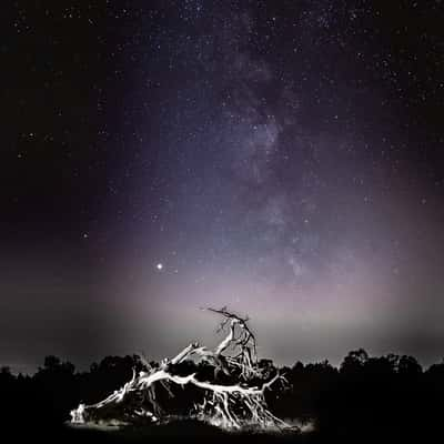 Milky Way over Gnarly Tree, United Kingdom