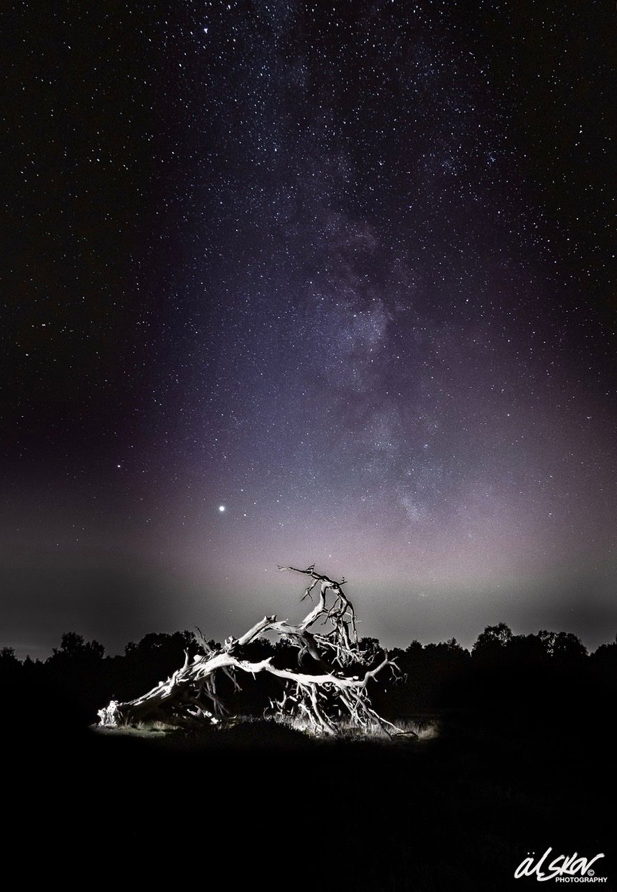 Milky Way over Gnarly Tree, United Kingdom