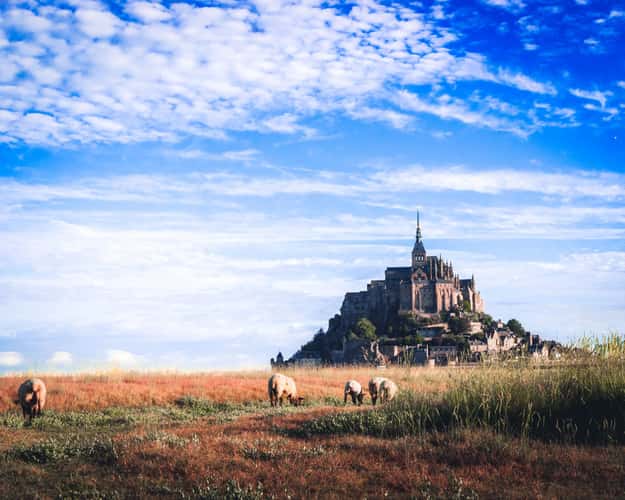 Le Mont Saint-Michel and sheeps