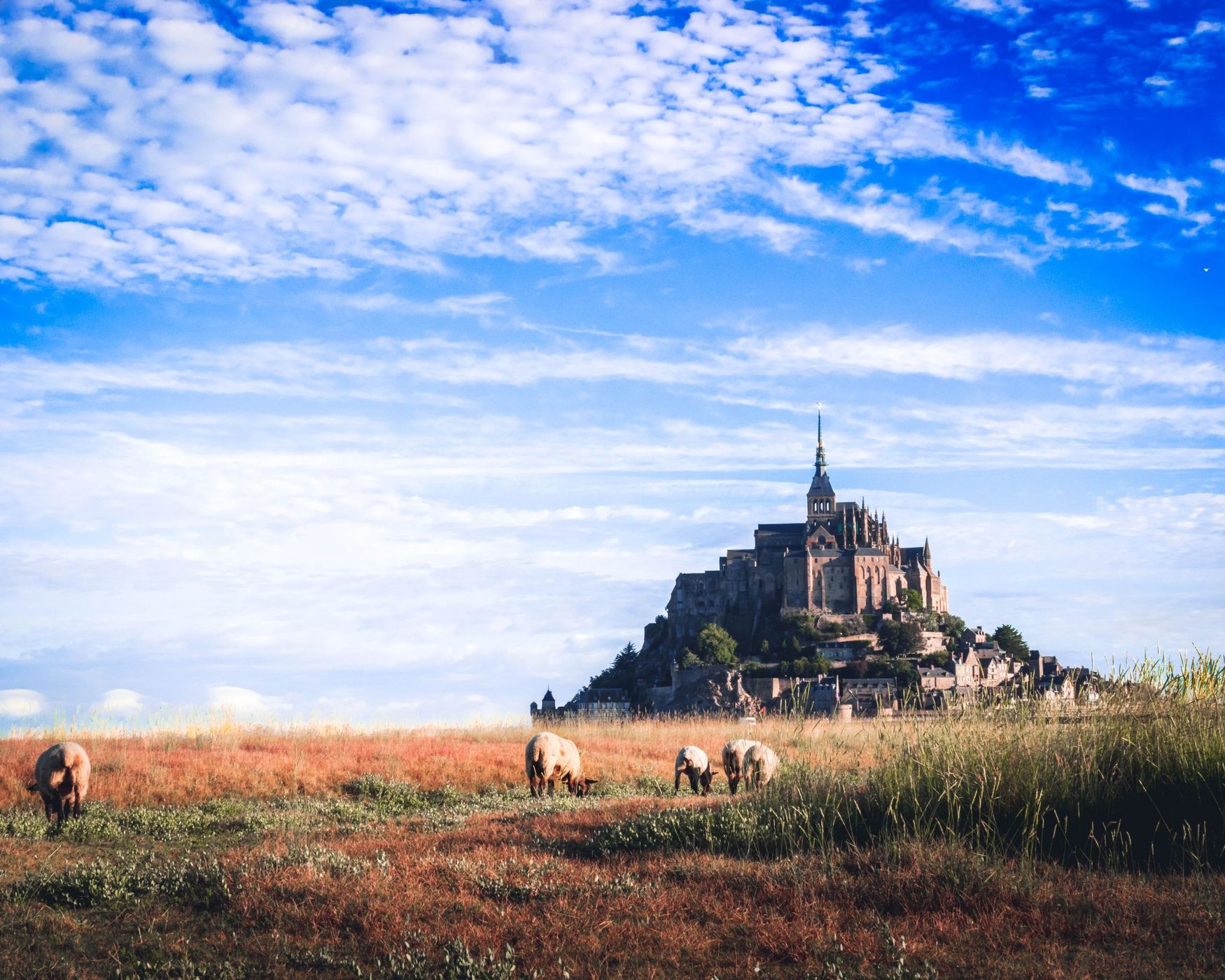 Le Mont Saint-Michel and sheeps, France