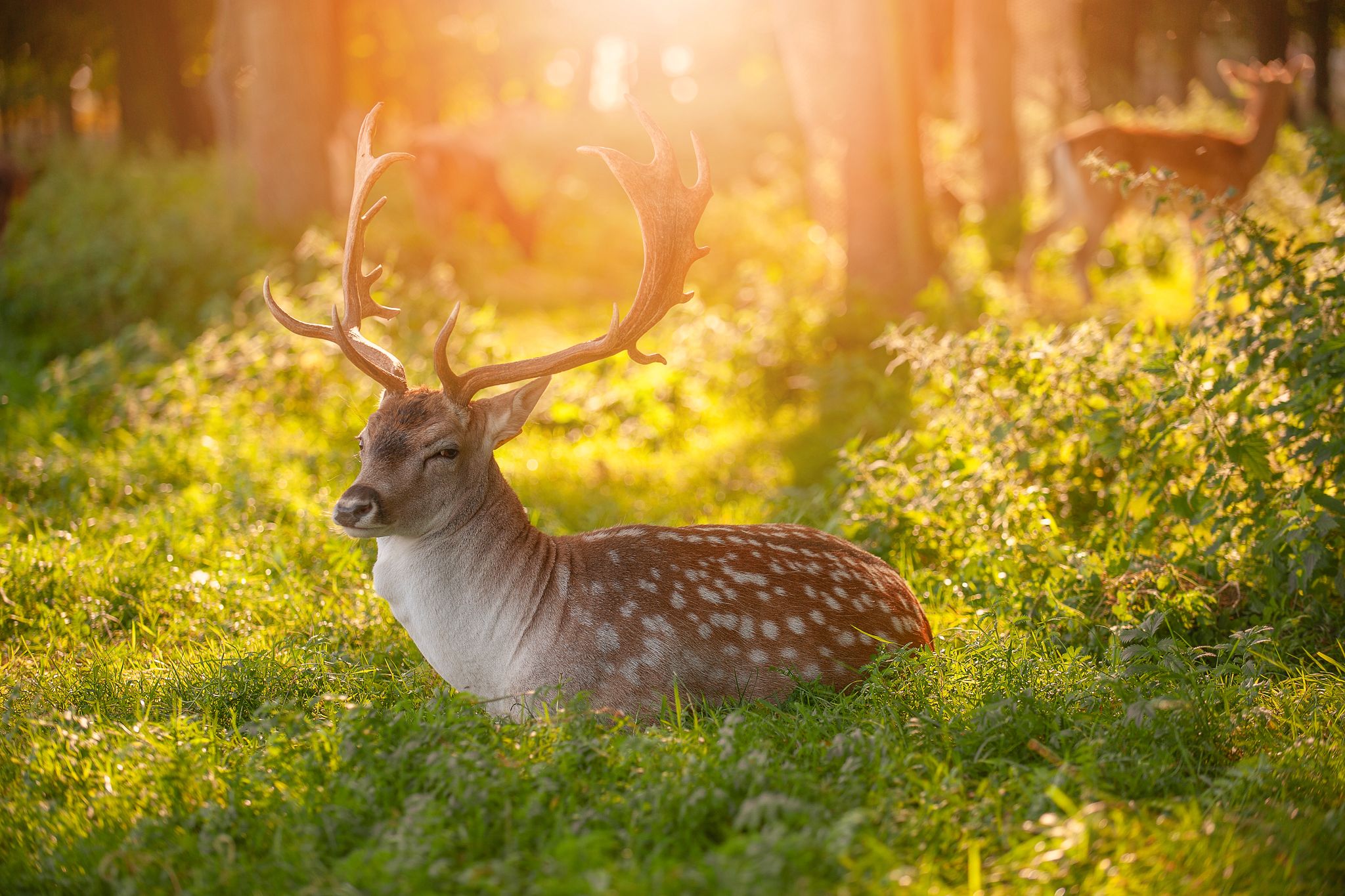 Phoenix Park, Dublin, Ireland