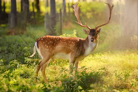 Phoenix Park, Dublin