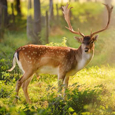 Phoenix Park, Dublin, Ireland