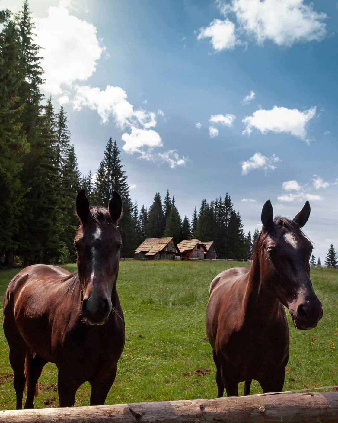 Pokljuka, Slovenia