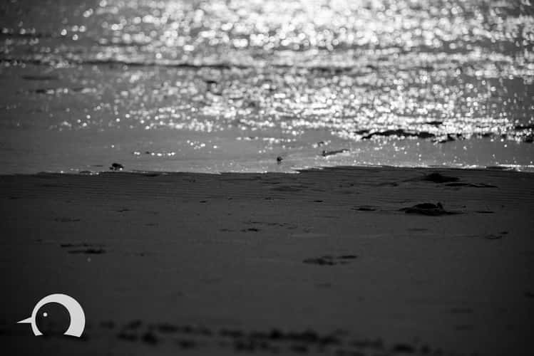 Sankt Peter Ording Beach