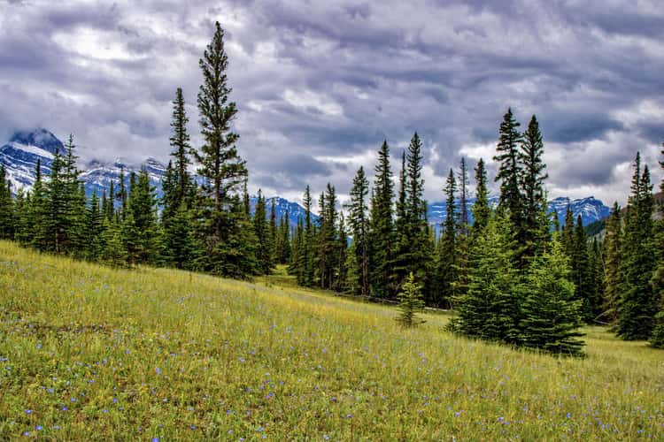 Siffleur Falls Trailhead
