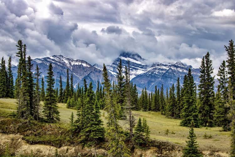 Siffleur Falls Trailhead