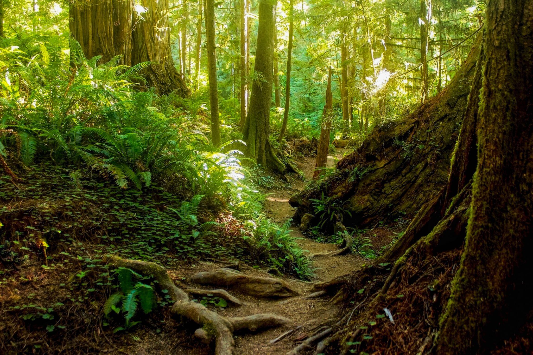 Simpson-Reed Grove, USA