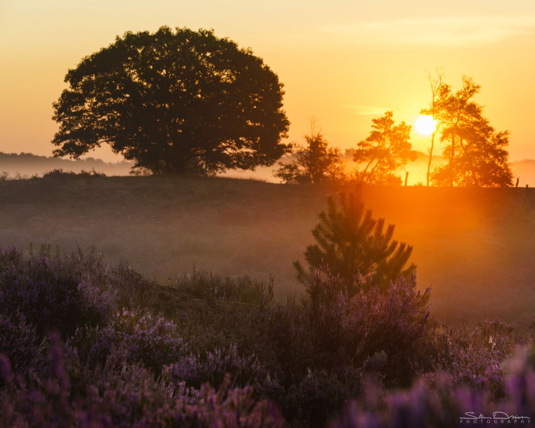 Sunrise at Kalmthoutse Heide, Belgium