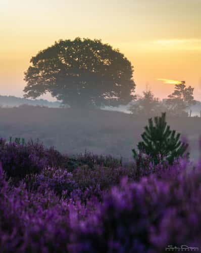 Sunrise at Kalmthoutse Heide