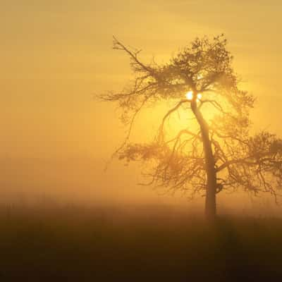 Sunrise at Kalmthoutse Heide, Belgium