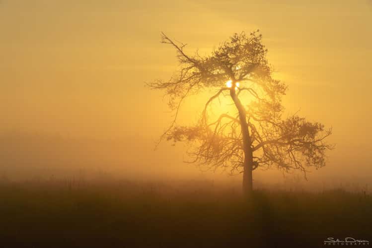 Sunrise at Kalmthoutse Heide