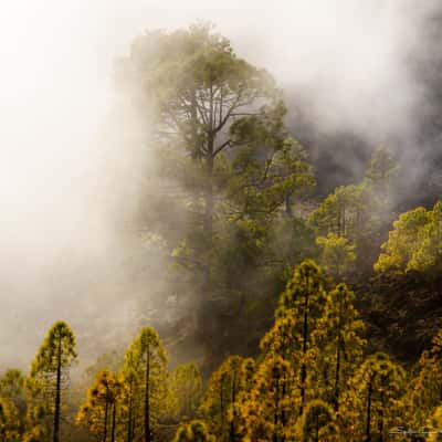 Tenerife forests, Spain