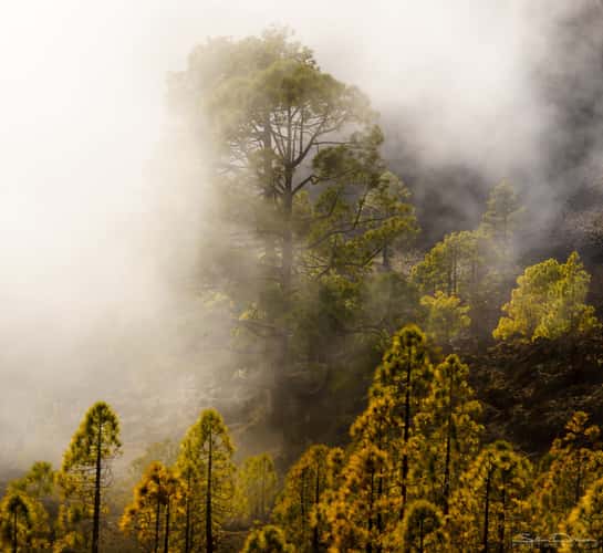 Tenerife forests
