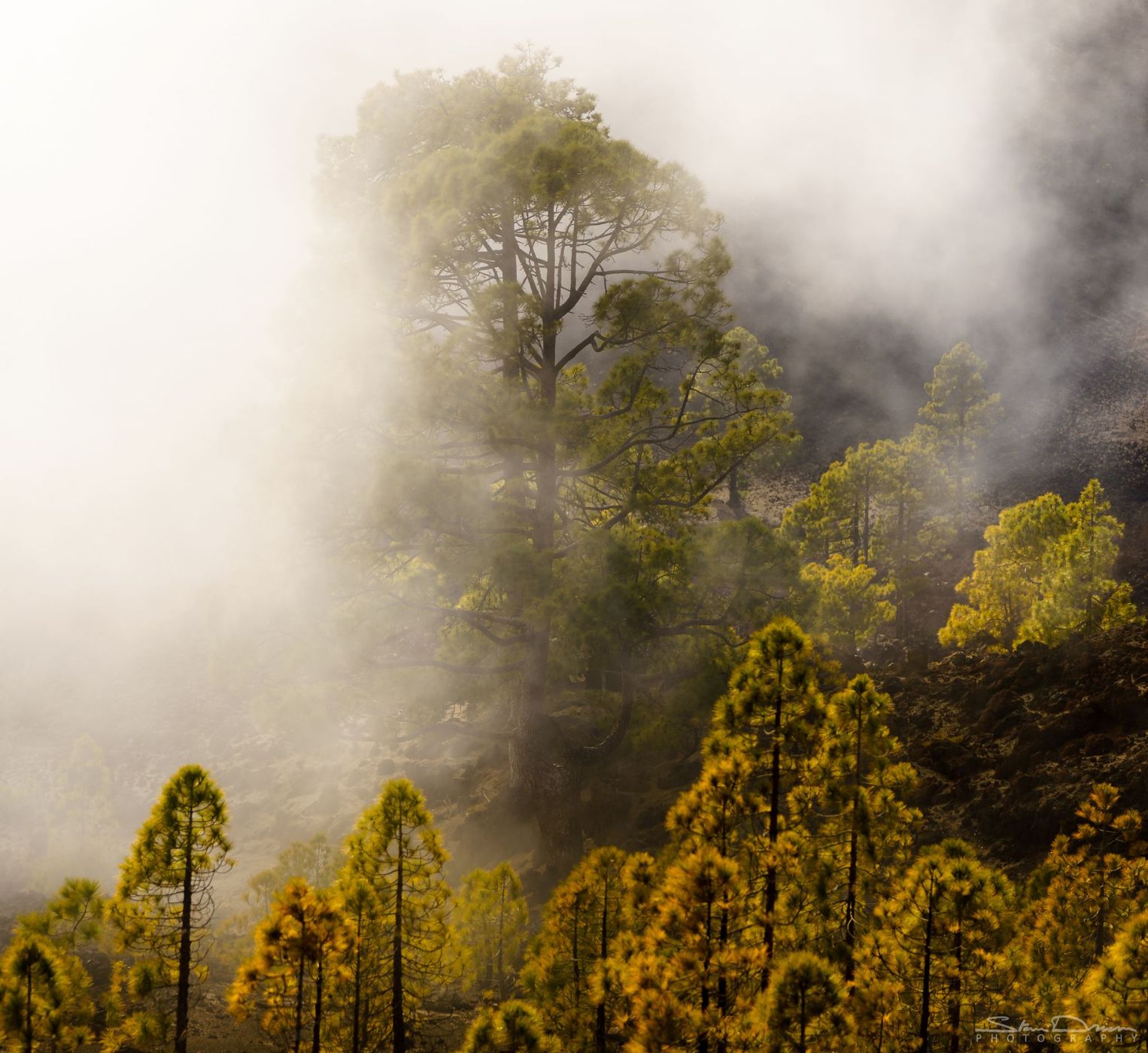 Tenerife forests, Spain