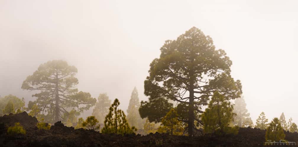 Tenerife forests