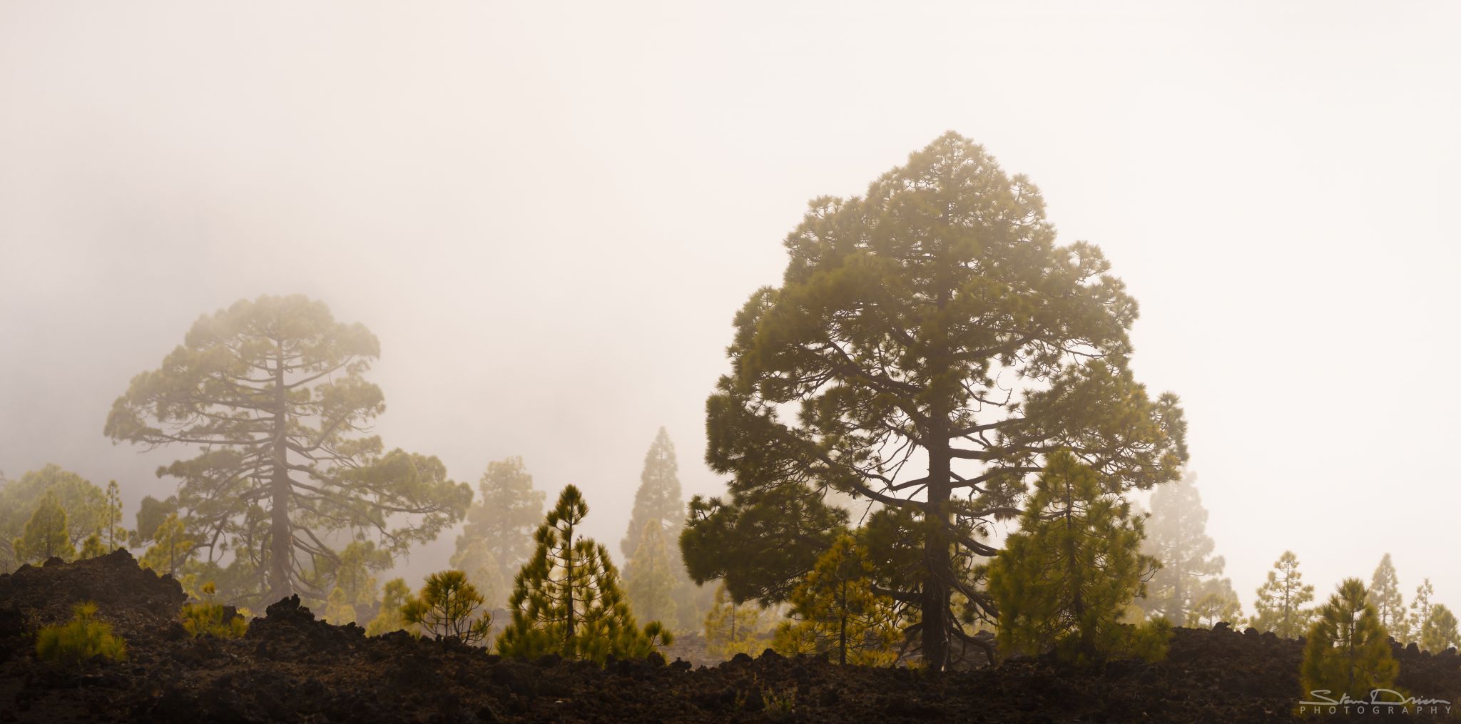 Tenerife forests, Spain