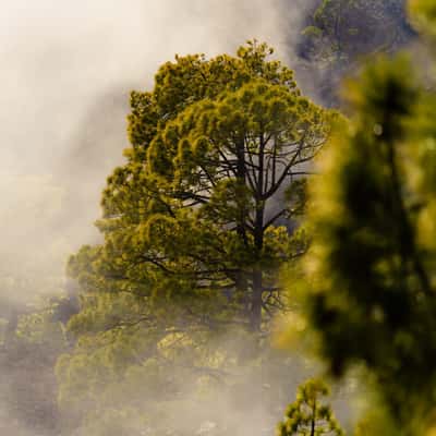 Tenerife forests, Spain