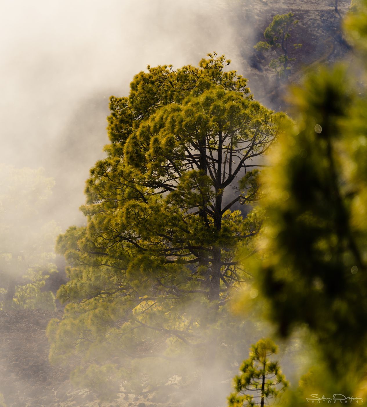 Tenerife forests, Spain