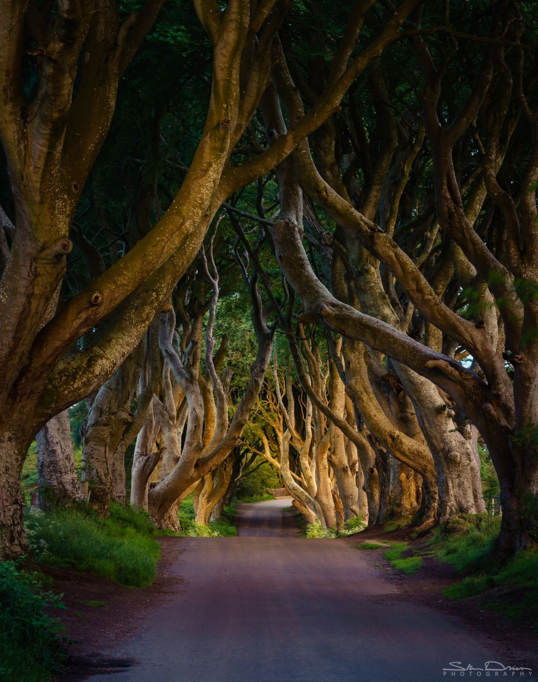 The Dark Hedges (Road), United Kingdom